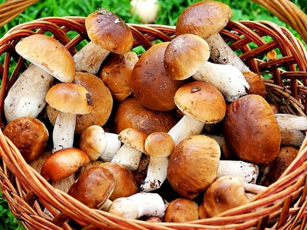 Какие съедобные грибы лучше не собирать